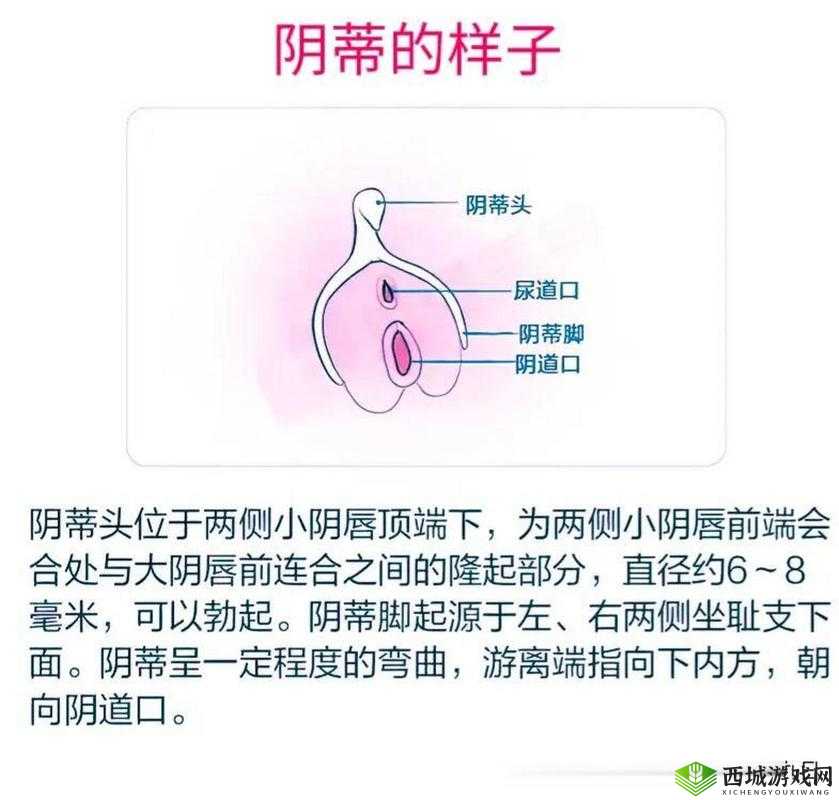 女性大荫蒂及多毛茸茸的奇妙之处