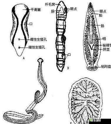 方舟生存进化：水蛭治疗全攻略解析