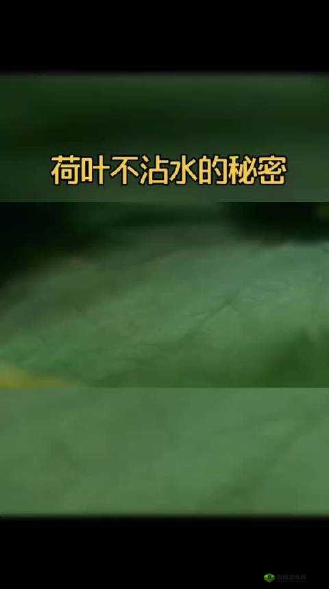 粘稠液体大量流出：揭示背后的秘密