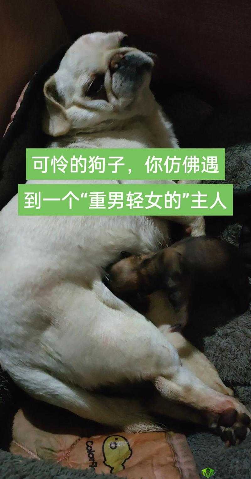 我的狗老公拉婆婆一起去散步