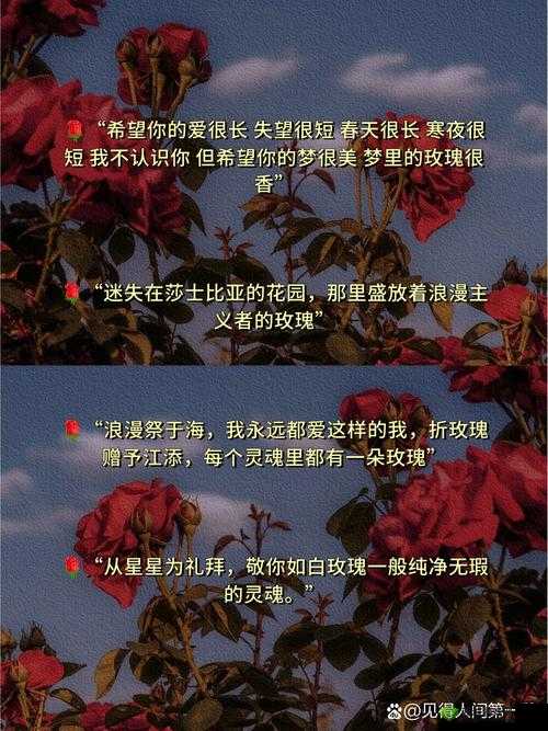 无人区玫瑰：一场关于孤独与爱的绝美探寻