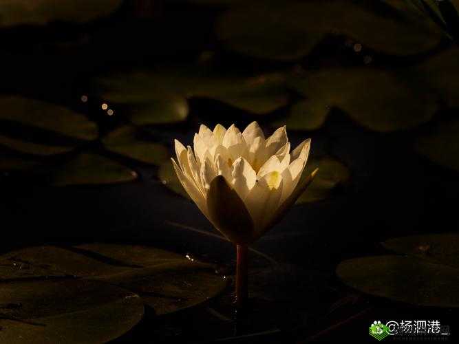 女人晚上莲花开的害处：可能引发的一系列健康与生活问题探讨