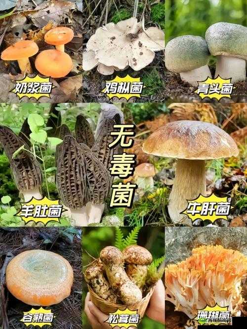 蘑菇视频：探索未知的精彩世界