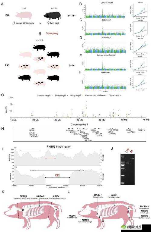 999 猪和人类 dna 之间的奇妙关联与潜在影响探讨