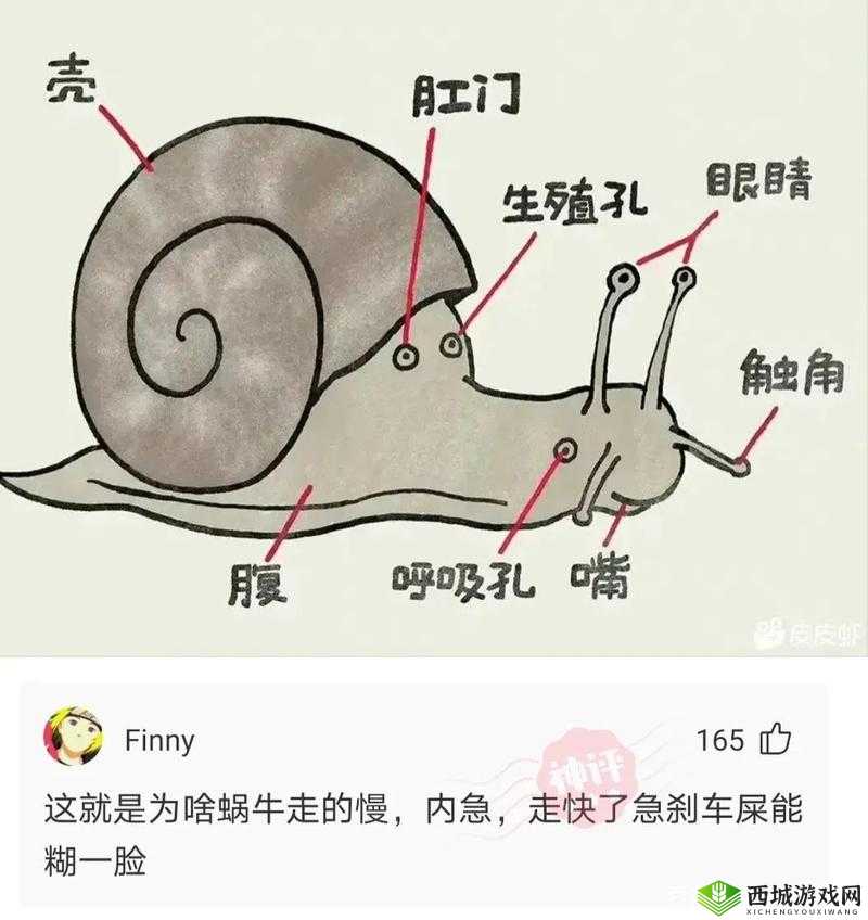 全面剖析蜗牛壳系统，深度解析功能与高效攻略指南