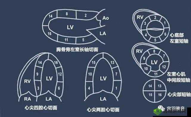 肌肌插肌肌：探索未知的私密领域