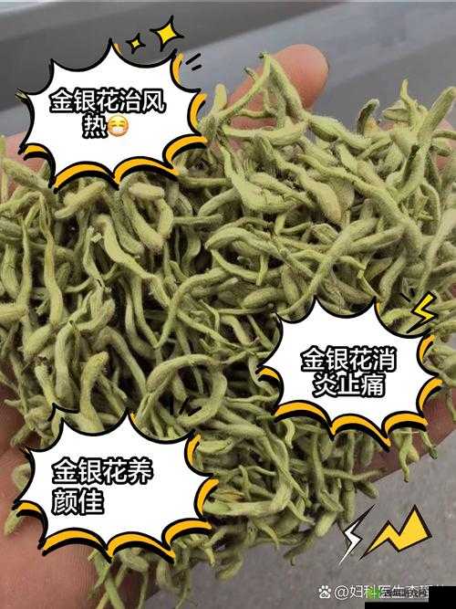 双管齐下 TXL 金银花的独特功效与应用探索