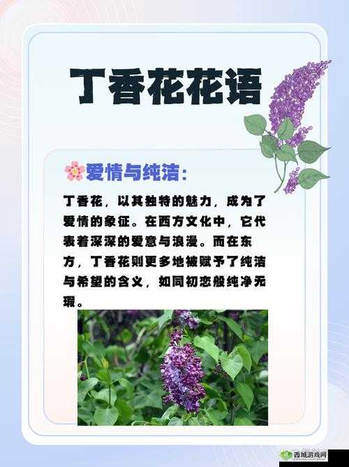 丁香八月婷婷：在时光中绽放的绚烂与芬芳