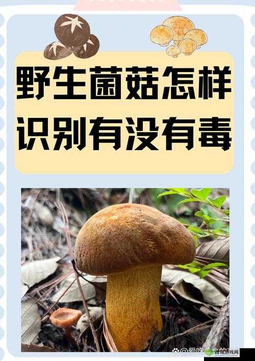 老牛嫩草一二三产品区别蘑菇视频版本升级完成：全新体验震撼来袭