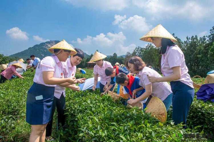 在野外用小雨伞拔萝卜好吗：一场别样的户外体验