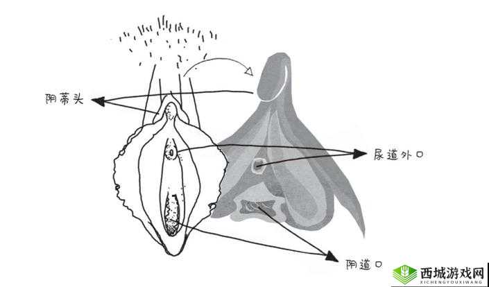 欧洲老妇为什么喜欢擦阴毛？这背后的原因是什么？