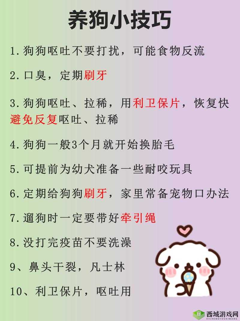 如何让狗狗乖乖听话？三个简单步骤让你成为狗狗心中的王者